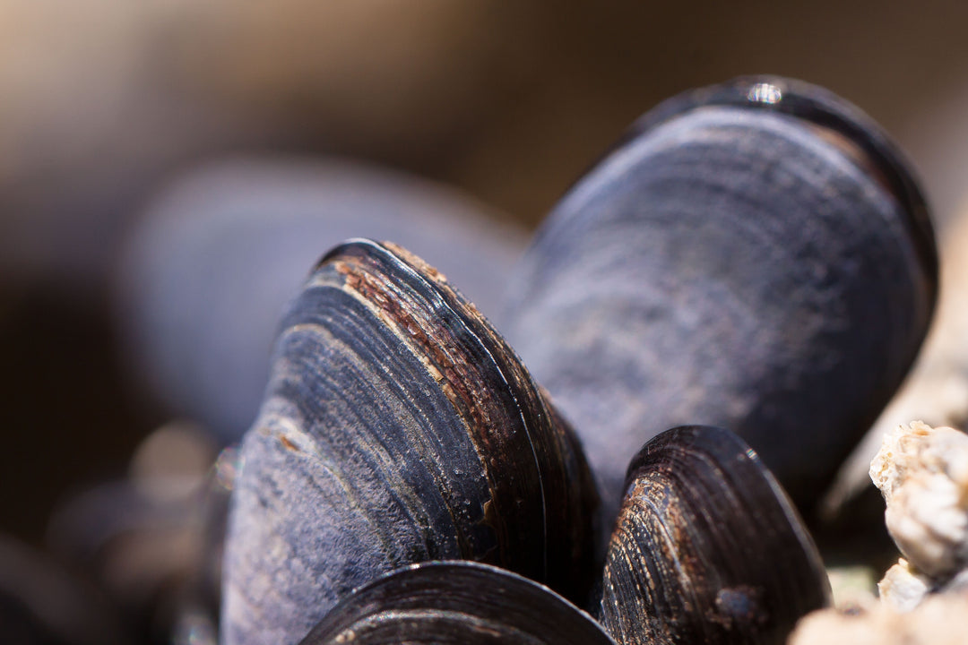 Clams rich in Vitamin B12