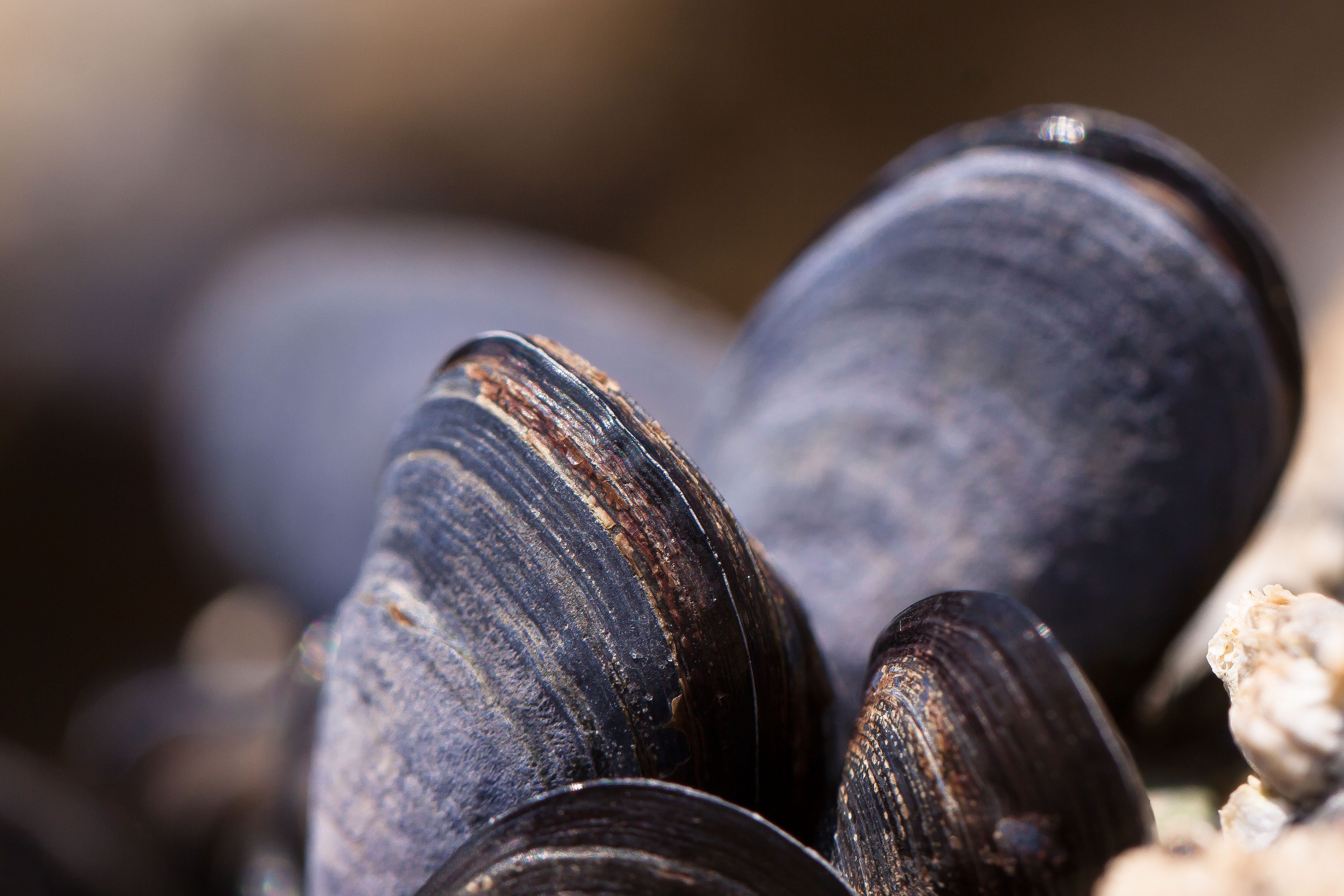 Clams rich in Vitamin B12