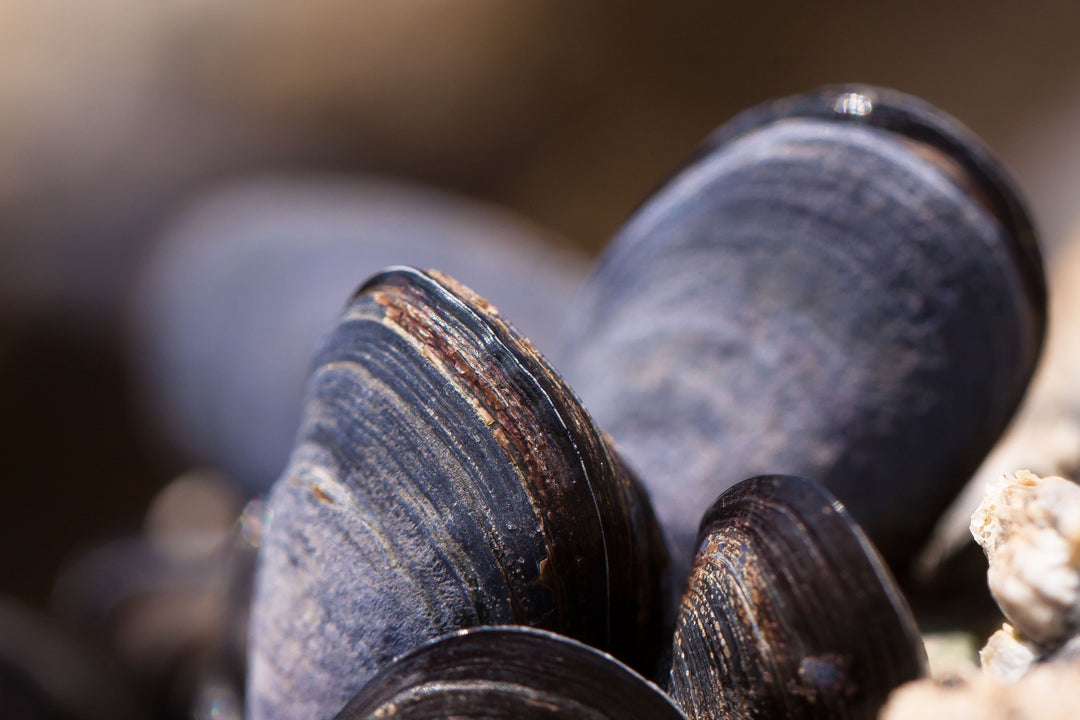 Clams rich in Vitamin B12