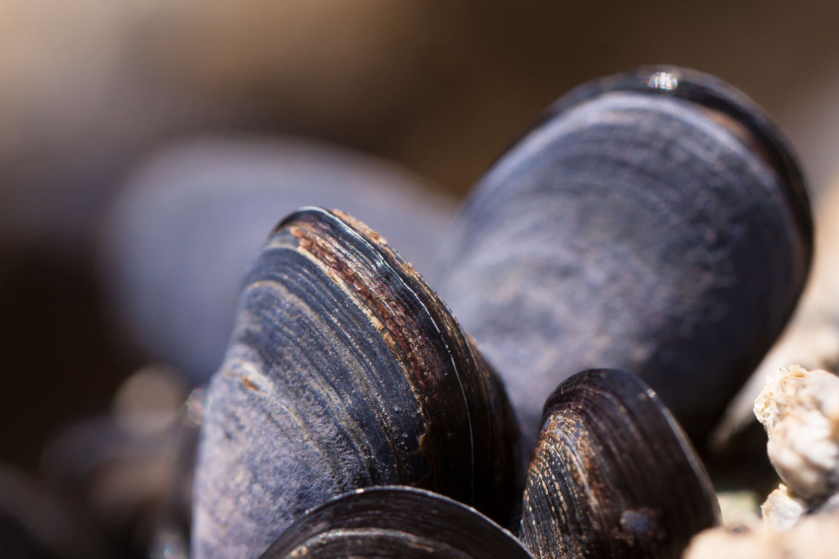 Clams rich in Vitamin B12