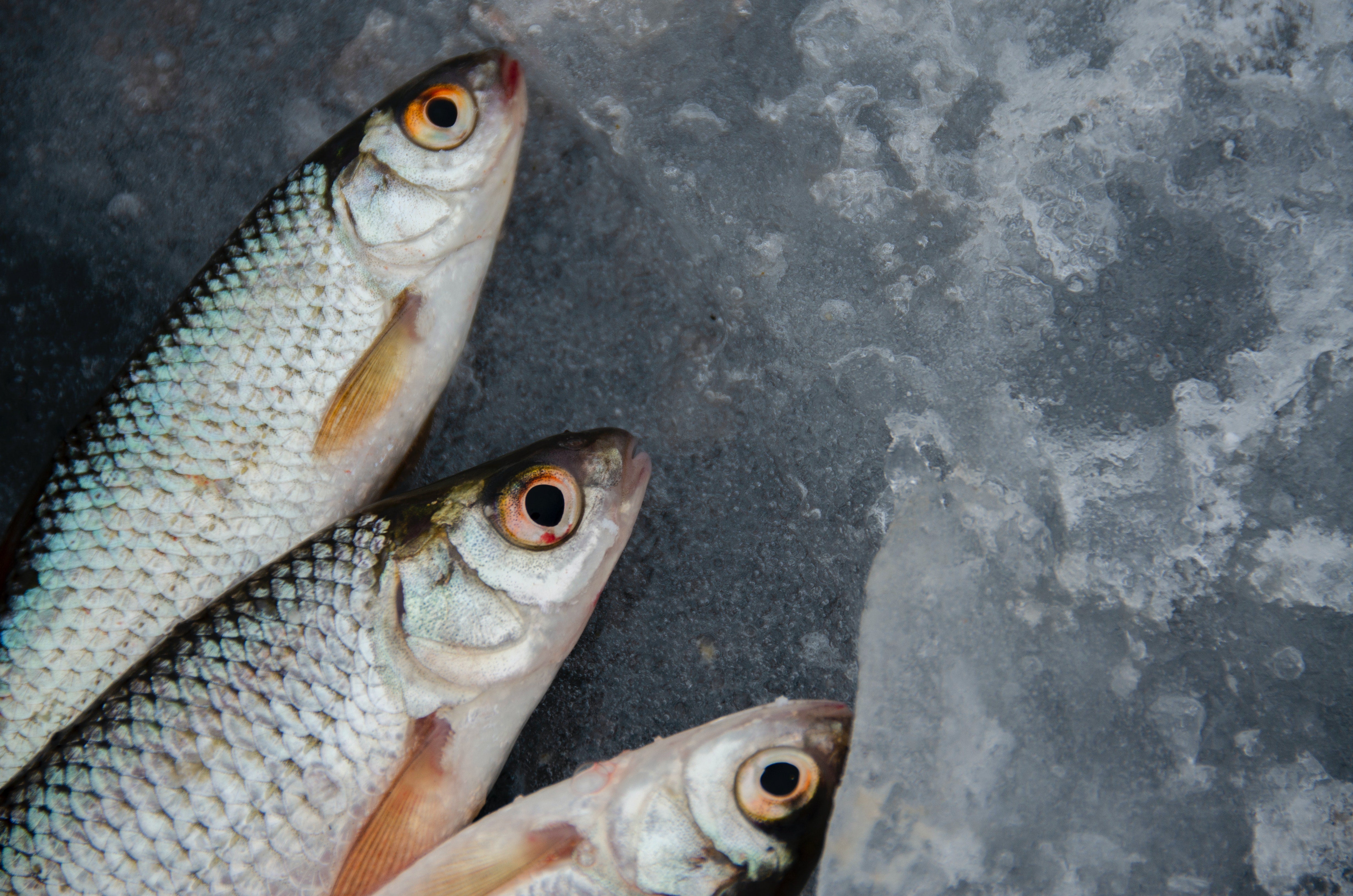 Fish rich in Selenium